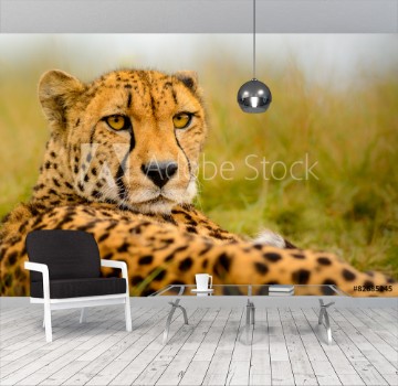 Bild på Cheetah Acinonyx jubatus staring at the camera